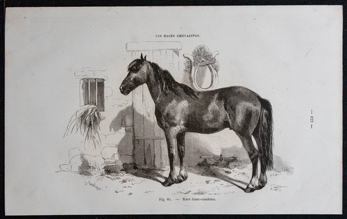 1882 cheval de race - 1882,