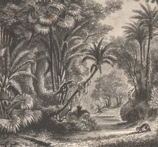 1866 Gravure originale Forêt