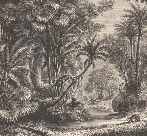 1866 gravure originale - gravure,