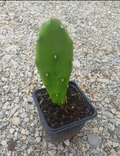 Cactus opuntia - cactus,