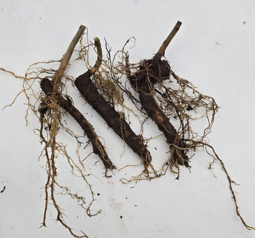 Bouture paulownia racine nue - bouture,