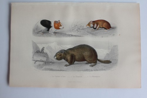 Gravure buffon cochon - cochon, d'inde