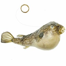 Poisson perroquet diodon