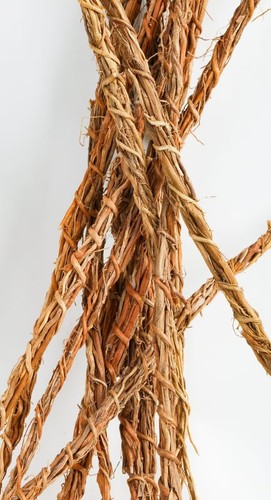 Khamaré gongoli racines - gongoli, /