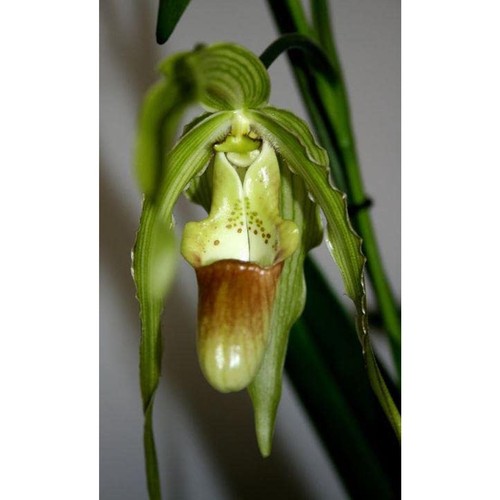 Phragmipedium paul eugene - phragmipedium,