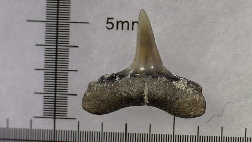 Shark tooth dent requin - dent,