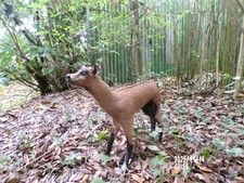 agneau lamb Lamm chevreau bébé  naturalisé taxidermie  curiosité  n° 14