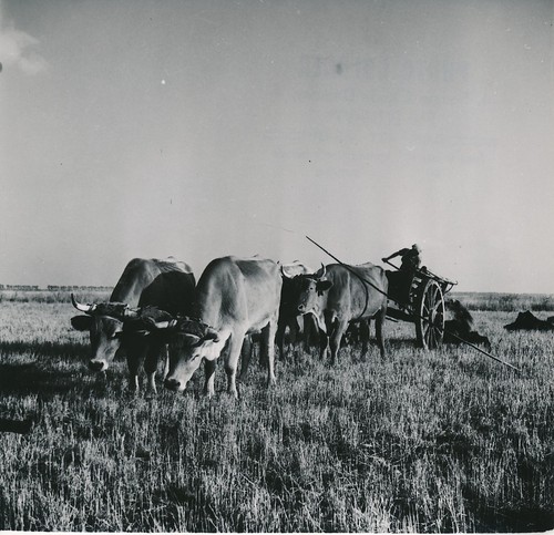 Marais poitevin 1950 - c.,