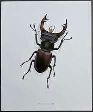 Entomologie Lucanus cervus