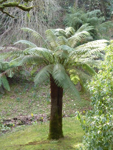 Photo 6x4 new - new, tree