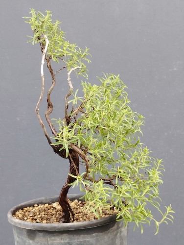 Bonsaï thym 20 cm en - de, 30