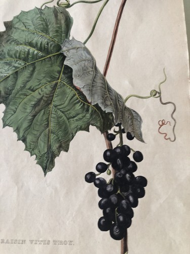 Uva raisin vitis - ",