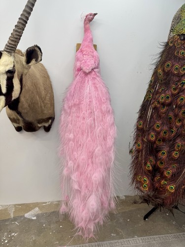 Beautiful pink peacock - pink,