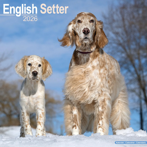 Calendrier 2026 setter - 2026,
