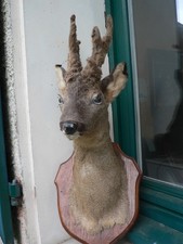 Trophée De Chasse Tête Chevreuil Brocard Biche Taxidermie Cabinet De Curiosité