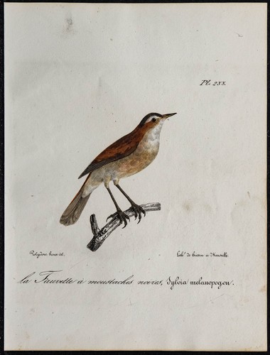 1830 fauvette sarde rare - fauvette,