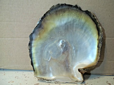 COQUILLAGE ANCIEN  NACRE
