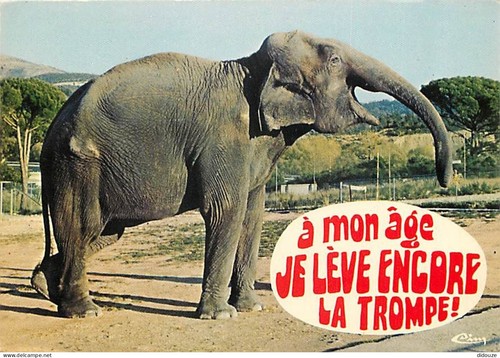 Carte postale animaux - postale,