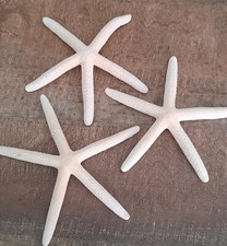 curiosité , taxidermie ,Coquillage : lot de 3 étoiles de mer blanches