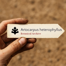 Artocarpus heterophyllus SEEDS