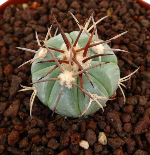 Echinocactus horizonthalonius