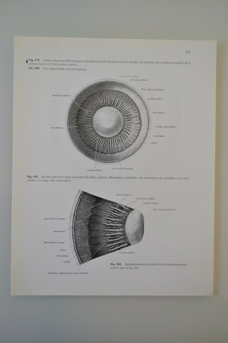 Planche anatomie humaine - d'anatomie,
