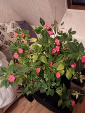 Impatiens Goutte De sang rose