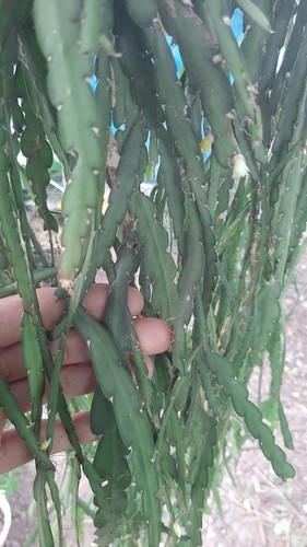 Lepismium cruciforme blanc - cruciforme,