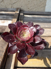 Aeonium "cyclops" big lovely