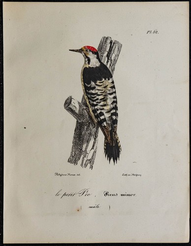1830 pic épeichette - 1830,