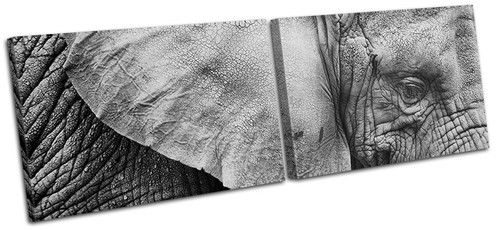 Elephant wild animals multi - elephant,