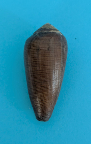 Conus vezoi 7 - conus, 53,7