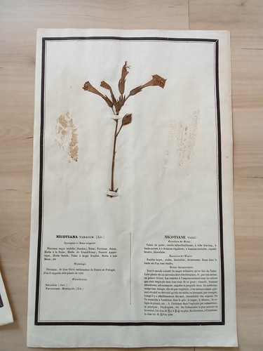 Ancien herbier botanique - herbier,