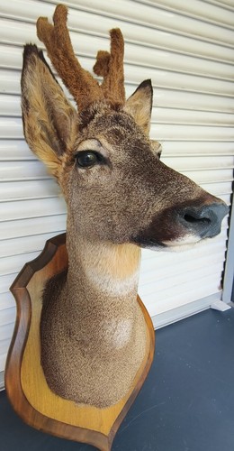 Trophée chasse chevreuil - trophée, de