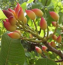 PISTACIA VERA    l'arbre à