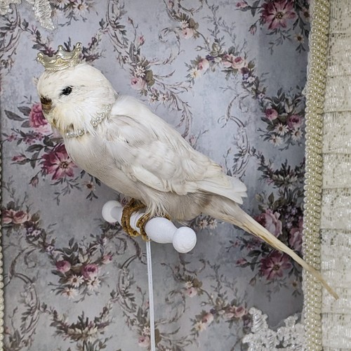 Parakeet taxidermy oddities - taxidermy,