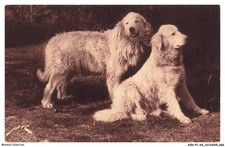 AZNP1-0034-64 - Chiens des