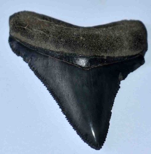 Fossiles dent de - fossiles, requin