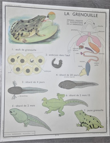 Ancienne affiche pédagogique