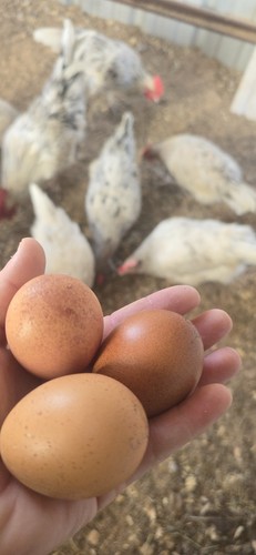 Dozen splash maran hatching - splash,