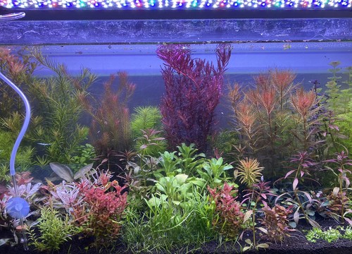 Lot plantes complet - complet, pour