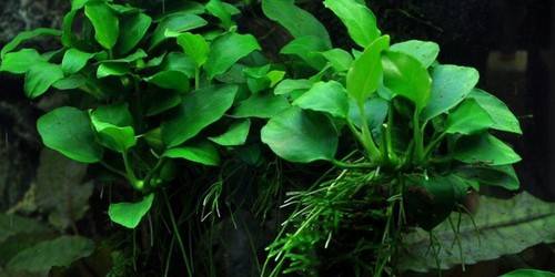 Plante aquarium anubias - d'aquarium,