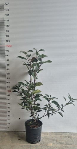 Plantes de photinia - 25,