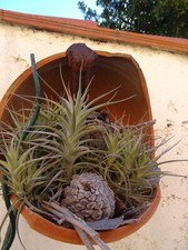 3 ramificationS sur 1  tige