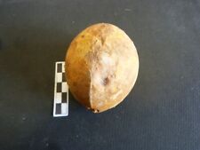 1 Fossiles Echinocorys - Oursins  Santonien