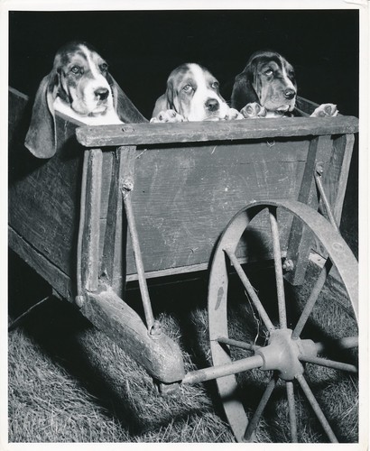 Basset hound 1950 chiens - c.,