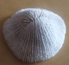 Corail Fungia scutaria coussin de requin 262 g