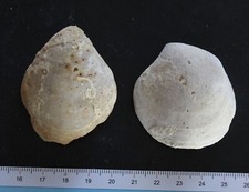 Brachiopodes fossiles Faluns Miocène Anjou