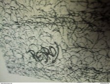 gravure ancienne Don Quichotte