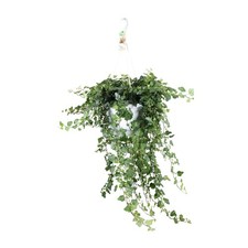 Plante suspendue lierre - , hedera